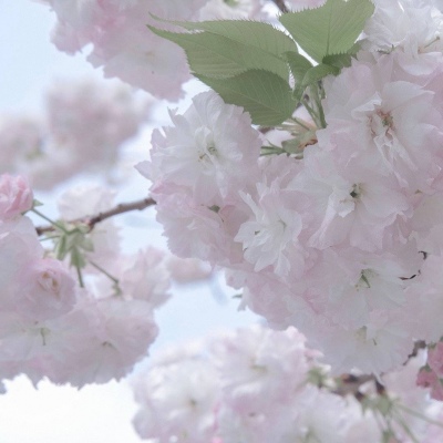 芒市福瑞交流群